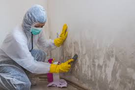 Best Basement Mold Removal  in Cornell, WI